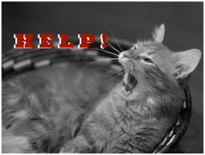Cat screams…HELP!