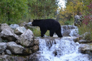 Laurance Rockefeller Preserve Photo Black bear crossing waterfall