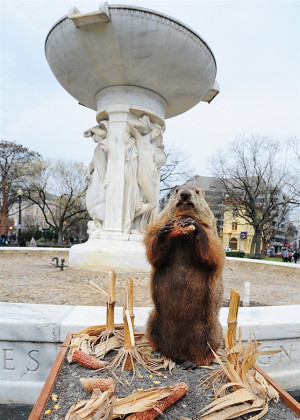 Trash Talk His Beltway Imitator Punxsutawney Phil Pennsylvania