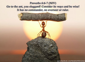 Go to the ant, you sluggard! Consider its ways and be wise!