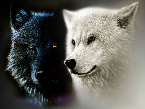 yorkshire_rose Black and White Wolf