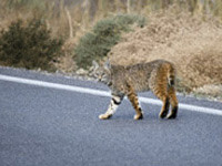 Bobcat crossing road