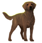 Bella Credited Survivorsdogs