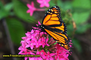 butterfly,monarch,orange,purple,flower,nature,contrast,color ...
