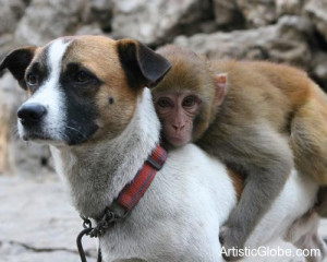 unlikely animal friendship