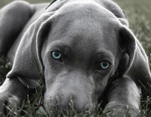 blue eyed weimaraner puppy