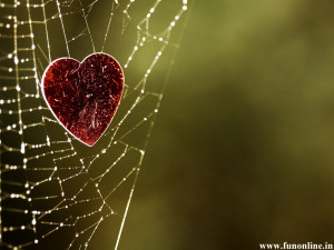 Love seems trapped in complex web