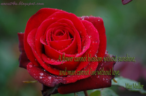 HD LOVE QUOTES WALLPAPER