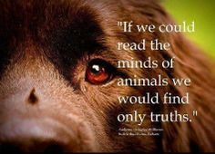 ... quotes dogs quotes animal abuse fashion animal quotes animal love