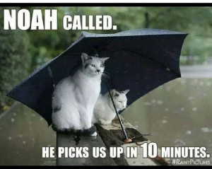 Too much rain!!!Funny Kitty, Rainy Day, Funny Cat, Funny Pictures ...