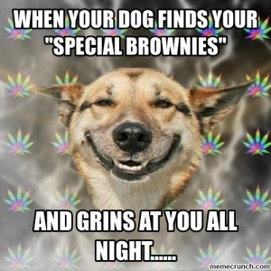 Brownie dog Feb 02 22:07 UTC 2012