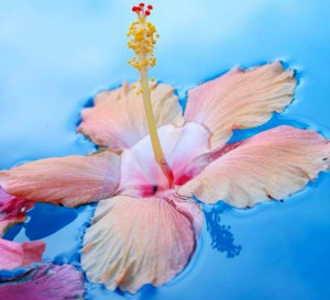 Floating hibiscus via Celebrating Life at www.Facebook.com ...