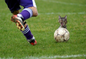 Funny Cat Soccer