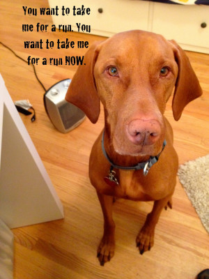 going with it), there are also of course typical Vizsla ...