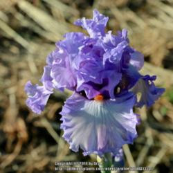 Irises forum : What Ghio irises do you have, Add this year, or have on ...