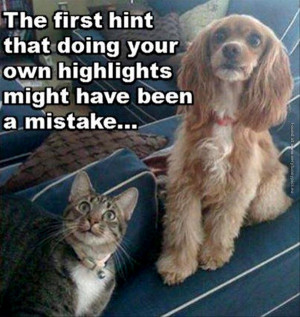 funny-pics-the-first-hint-highlights-was-a-mistake