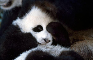 Panda Bears Cute Pictures And Fascinating Facts Telegraph