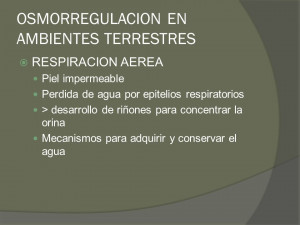 OSMORREGULACION EN AMBIENTES TERRESTRES RESPIRACION AEREA Piel ...
