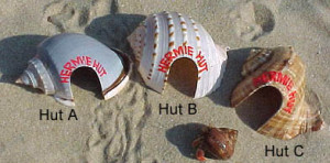 Hermit Crab Shell Hut