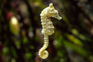 Hippocampus zosterae (the dwarf seahorse)