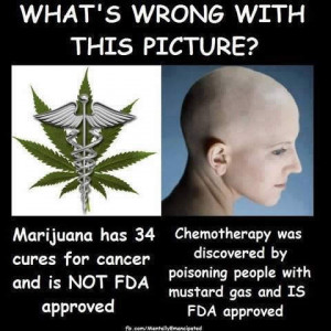 ... marijuana as the new herbalism, part 2: Cannabis does not cure cancer