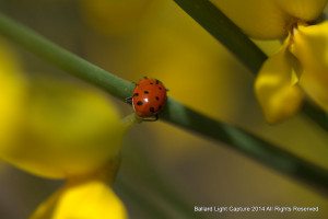 lady bug at work
