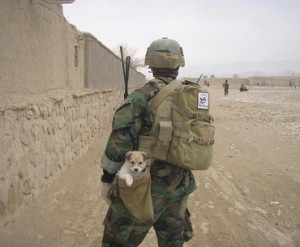 Rescuing stray & abandoned animals in Afghanistan