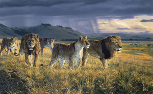 lions pride pic 1 lions pride pic 2 lions pride