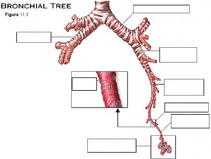 Labeled Bronchial Tree Diagram