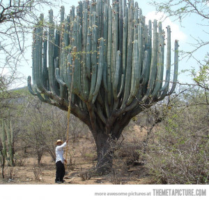 Funny photos funny cactus tree weird
