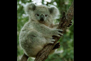 Koala Picture Slideshow
