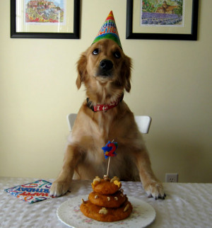 Funny dog birthday, dog birthday, colorful dog birthday