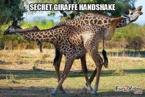 Funny giraffe animal meme which is very hilarious and this giraffe ...