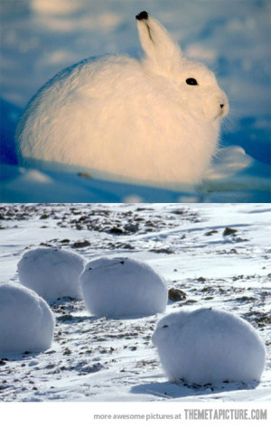 Funny photos funny arctic hare cute bunny white