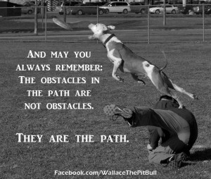 Wallace the pit bull