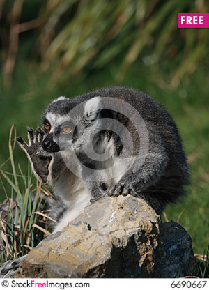 Free A Funny Ring-teiled Lemur Scratching Royalty Free Stock ...