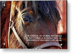 Horse Quotes Acrylic Prints - MORGAN HORSE quote Acrylic Print by ...