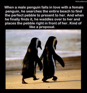 ... penguin, he searches the entire beach to find the perfect pebble to