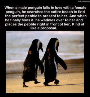 ... penguin, he searches the entire beach to find the perfect pebble to