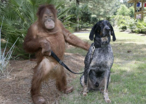 Suryia the orang-utan and Roscoe a Blue Tick hound became friends when ...