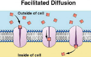 facilitated diffusion biology