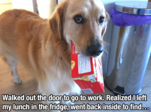 This Is Why Dogs Are Man’s Best Friend (28 Pics)