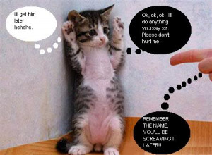 animal funny picture funny cat and dog mouse praying look very funny