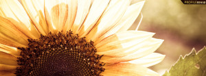 Beautiful Sunflower Photography Facebook Cover Preview