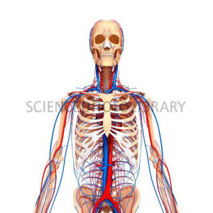 Cardiovascular System Front