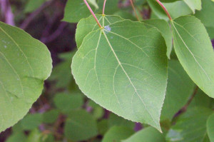 Aspen Tree Leaf Abtreegene...