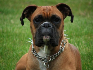Boxer Dog Funny Pictures A Picture Of A Boxer Dog By Nuts And Funny ...