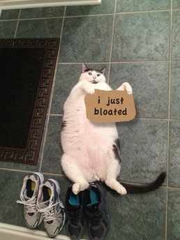 Bloated Funny