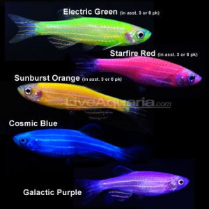 ... Glow Fish Tanks, Tropical Fish, Glowfish, Freshwater Fish Aquarium