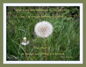 Quote from Albert Einstein on photo of dandelion seed head